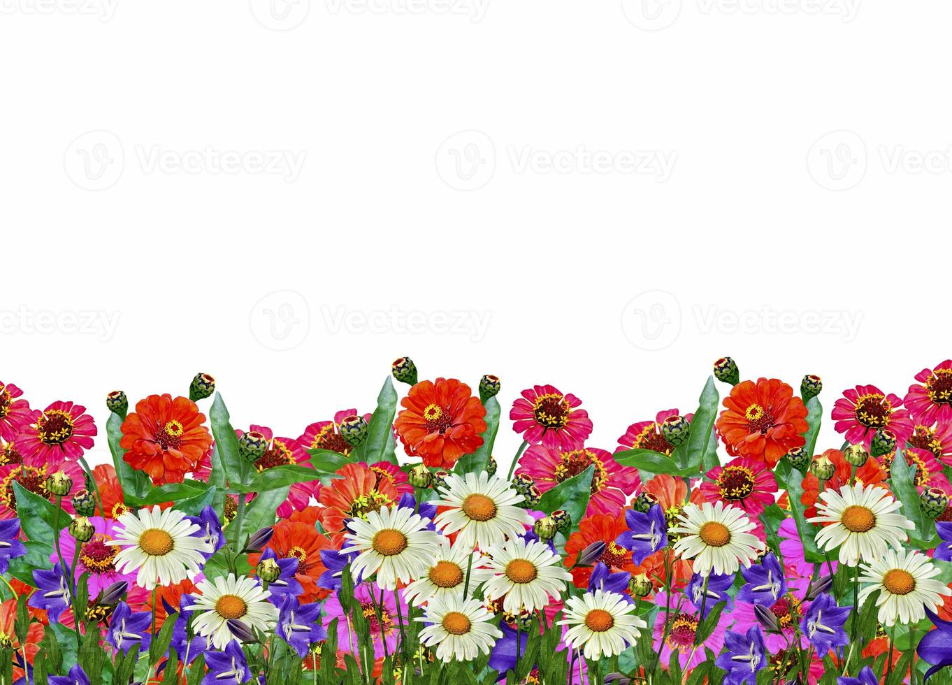 flores de zinnia, manzanilla, campanillas, campanilla foto