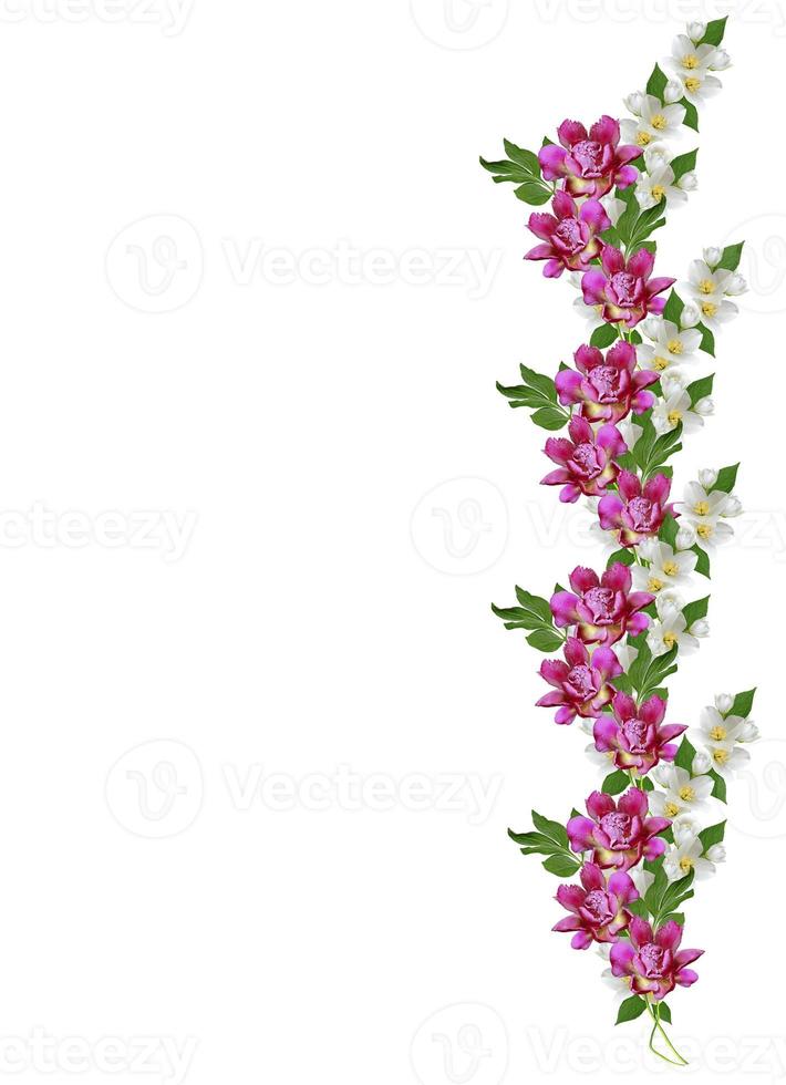 branch of jasmine flowers isolated on white background photo