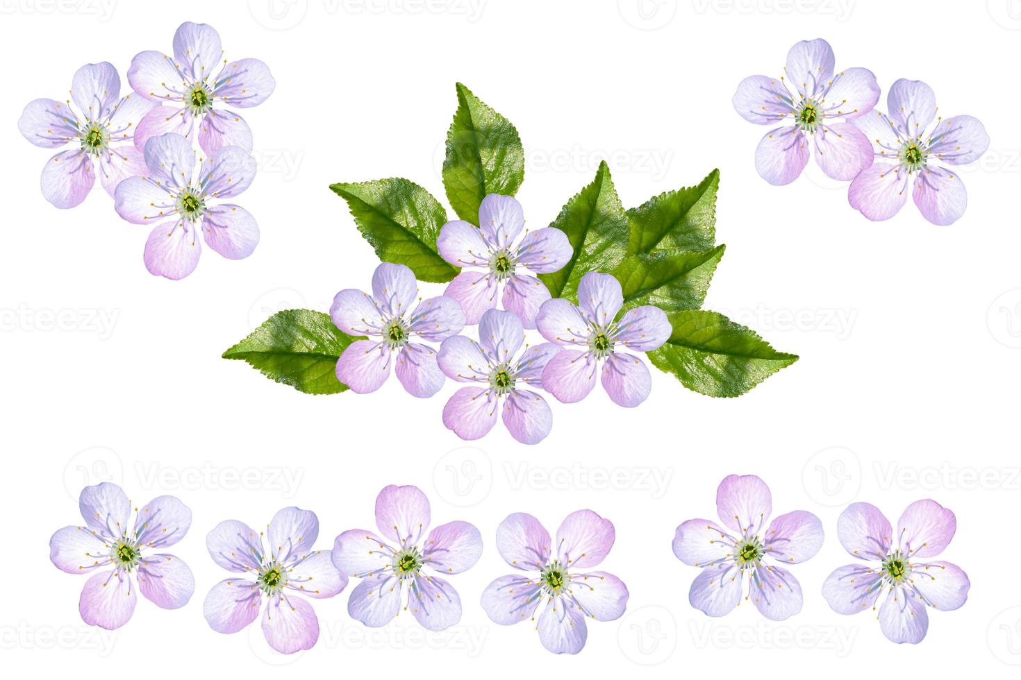 Flowering branch of cherry isolated on a white background. photo
