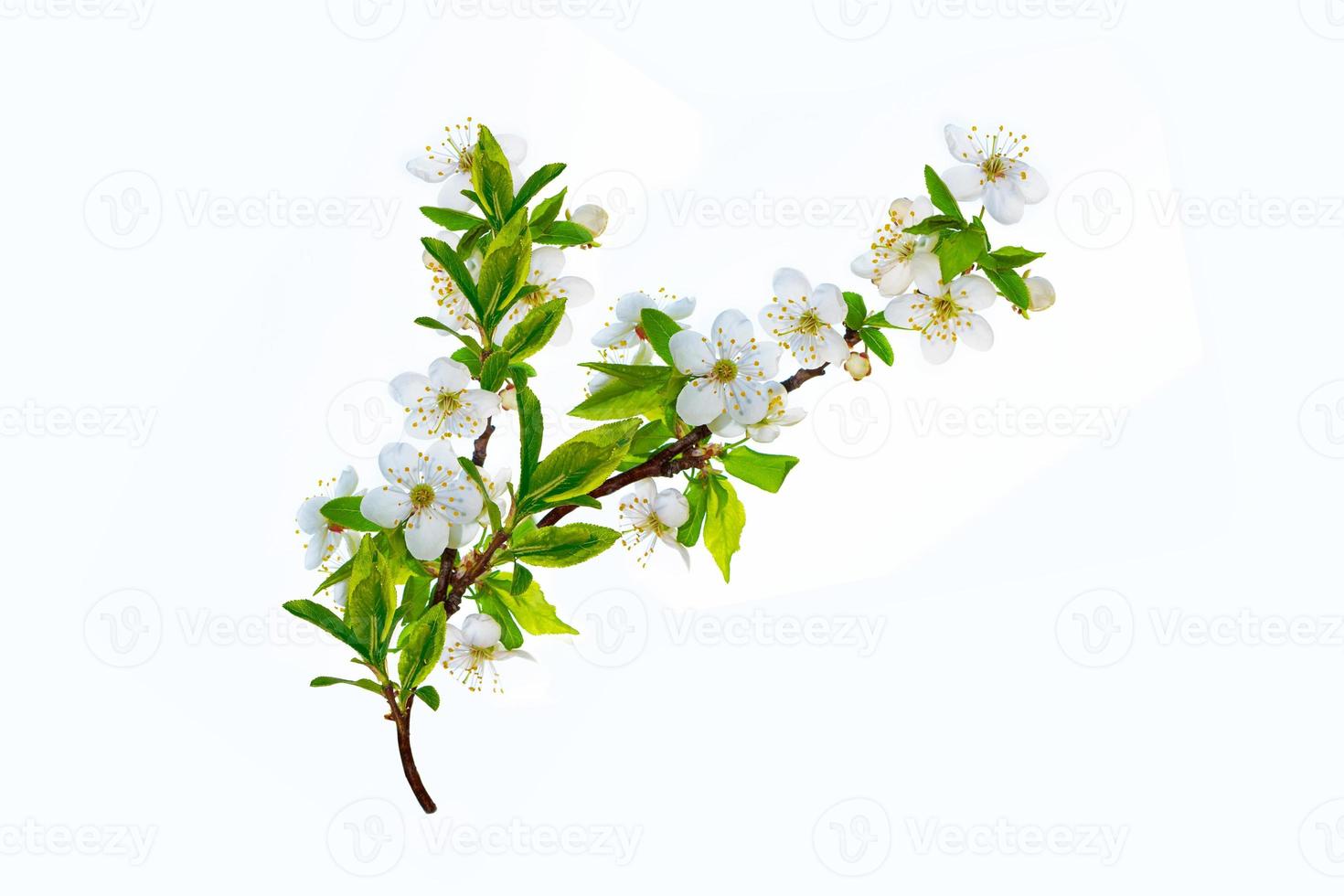 Flowering branch of cherry isolated on a white background. photo