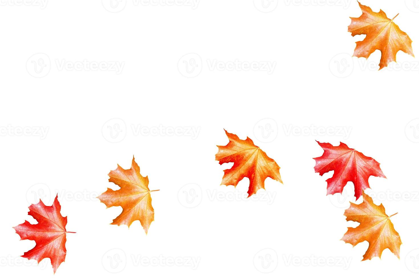 Bright colorful autumn leaves photo