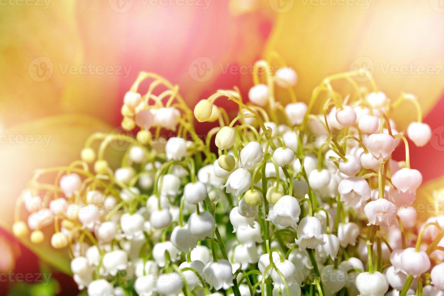 flowers lily of the valley photo