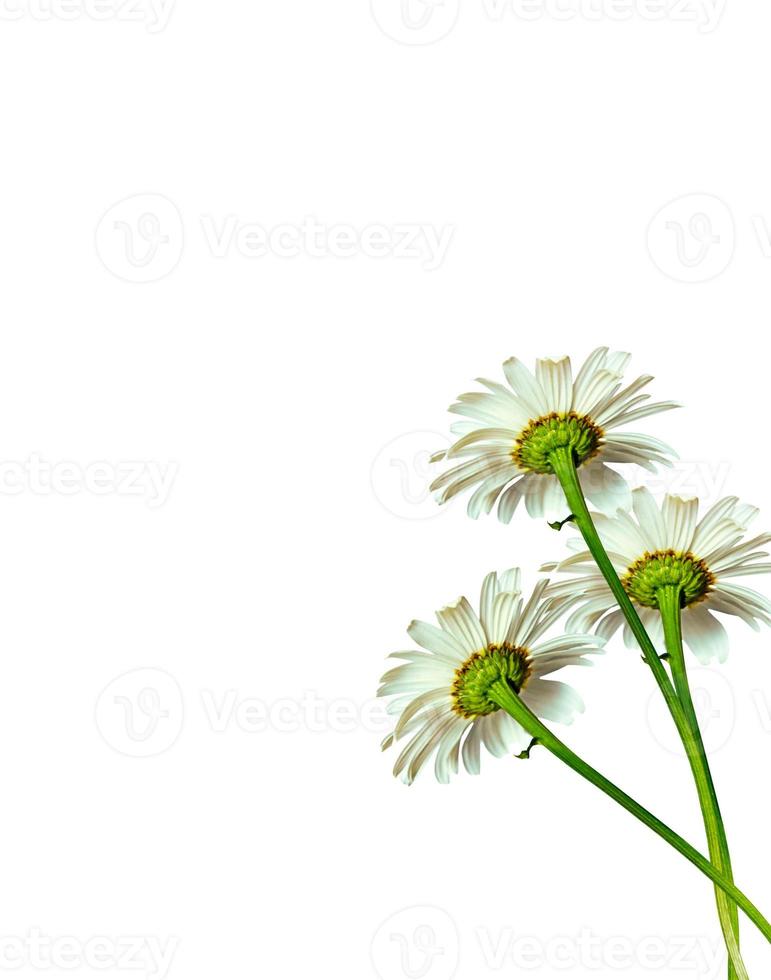 daisies summer white flower isolated on white background photo