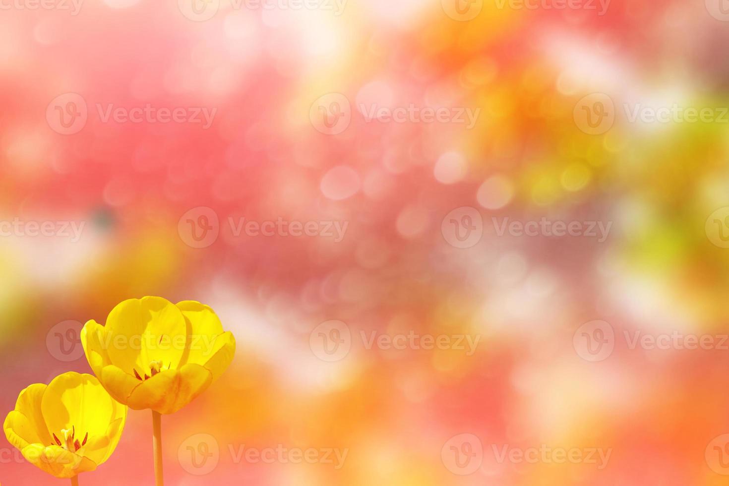 Bright and colorful flowers tulips photo