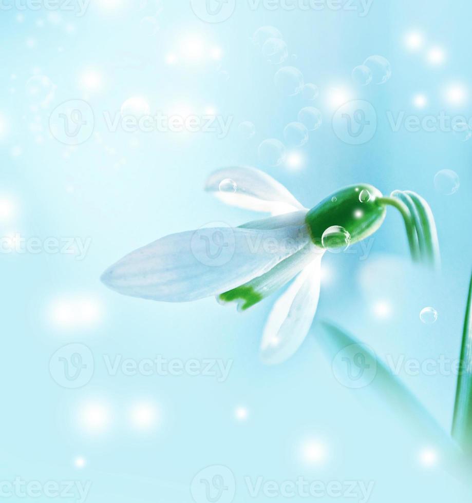 The first delicate spring flower snowdrop. photo