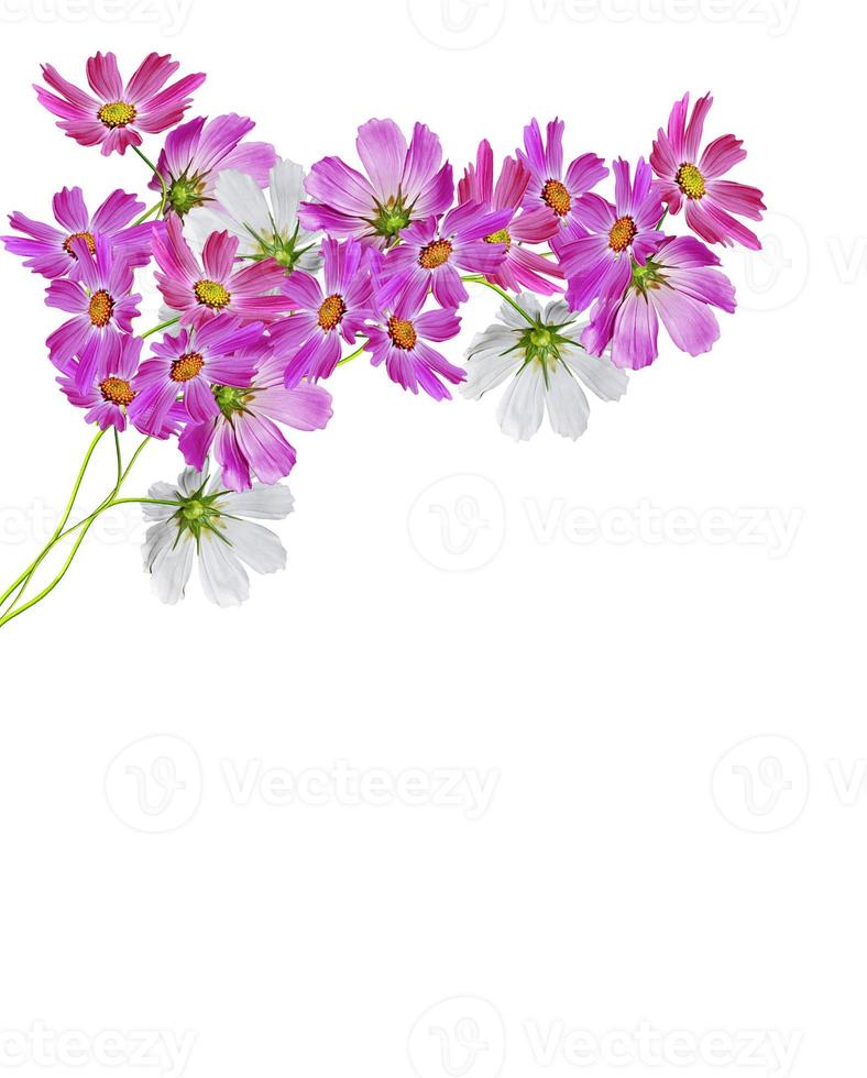 Cosmos flowers isolated on white background photo