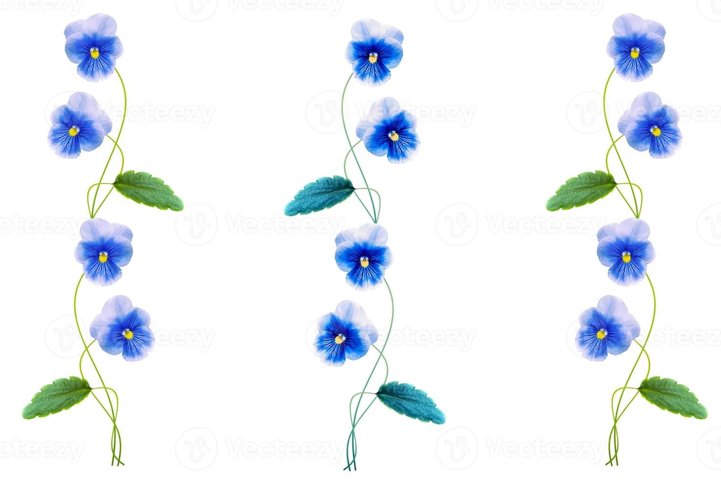 pansies isolated on white background. Top view. photo