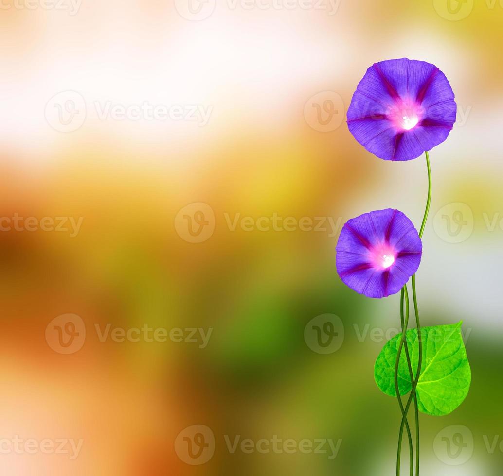 Delicate bright flowers morning glory on background summer landscape. photo