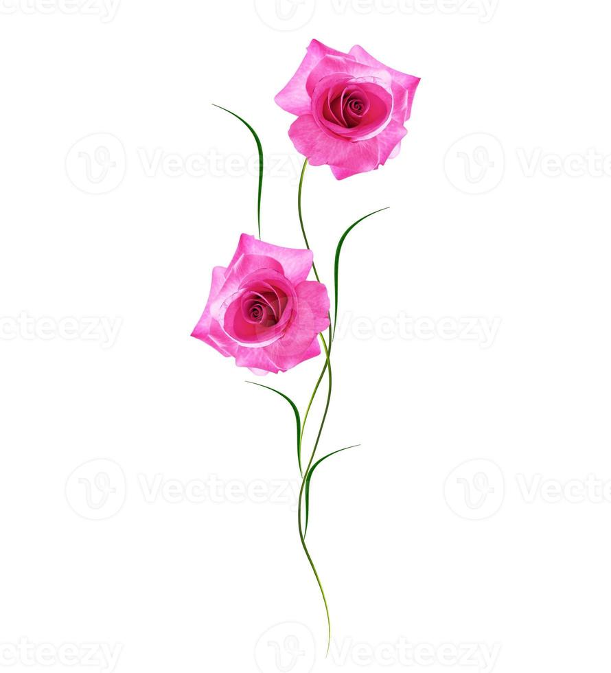 flower buds of roses isolated on white background photo