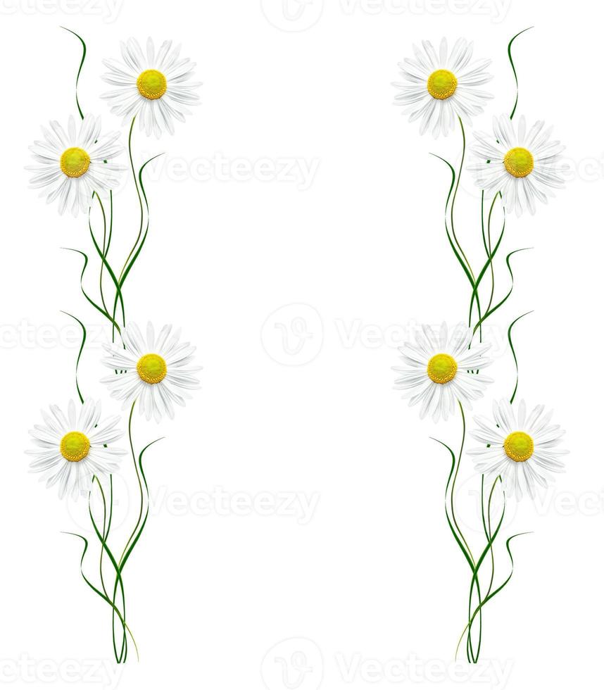 daisies summer flower isolated on white background. photo