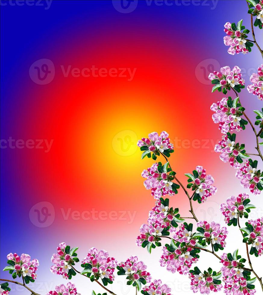 Spring landscape. Orchard. flowering branch photo