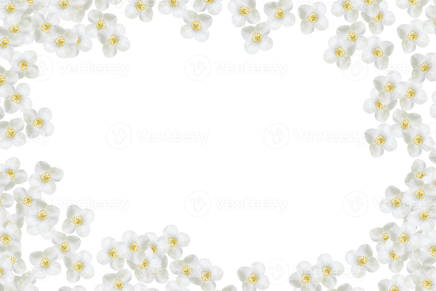 branch of jasmine flowers isolated on white background photo