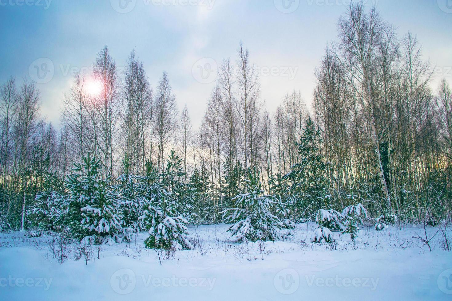 bosque de invierno congelado con árboles cubiertos de nieve. foto