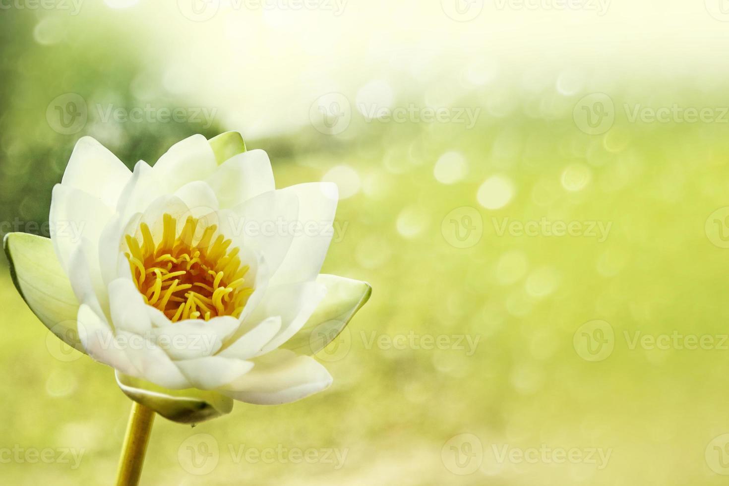 White bright and colorful flower water lily. photo