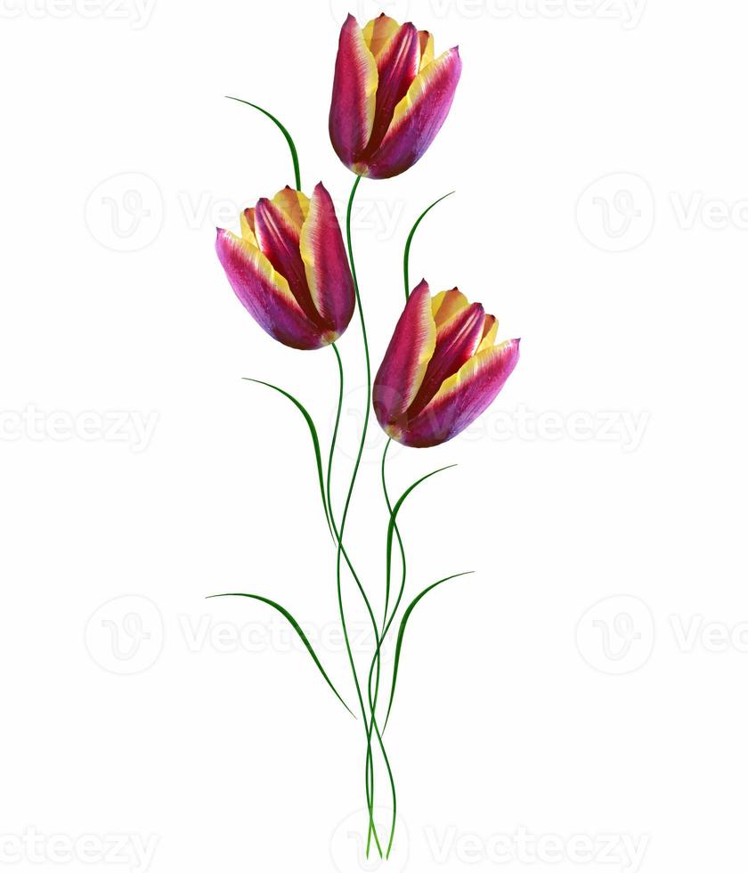 spring flowers tulips photo