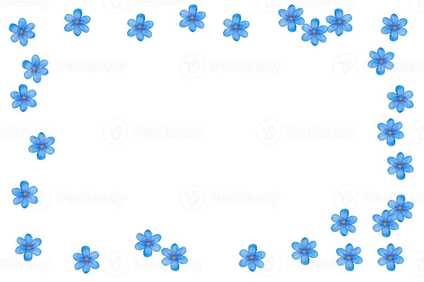 spring flowers snowdrops isolated on white background. photo