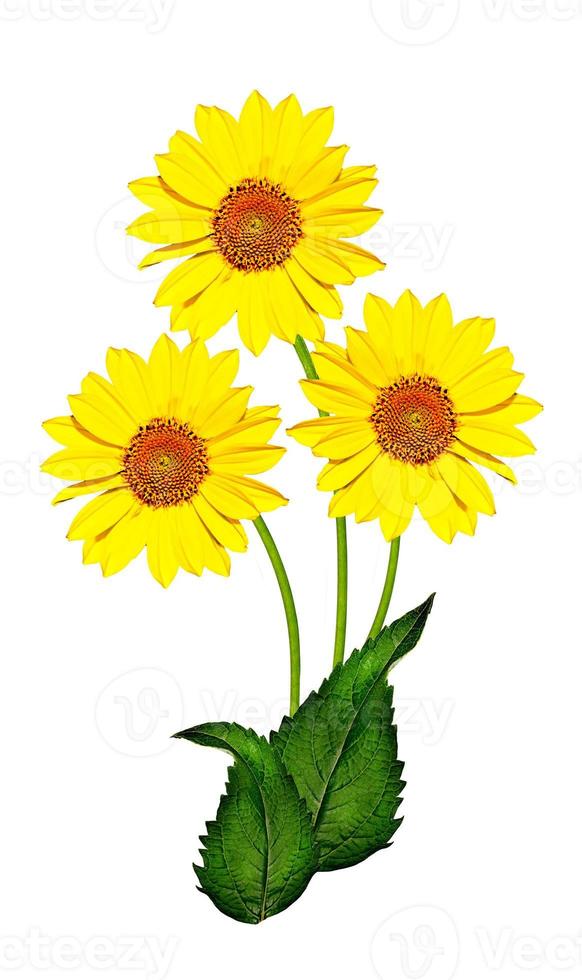 daisy flower isolated on white background photo