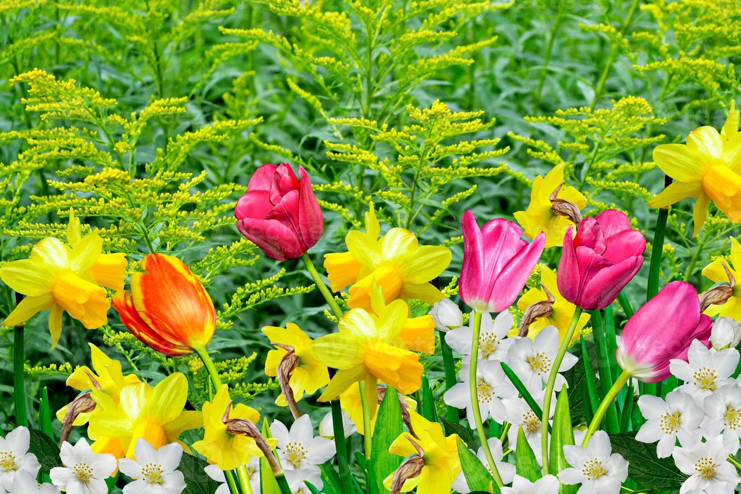 Spring flowers daffodils and tulips photo