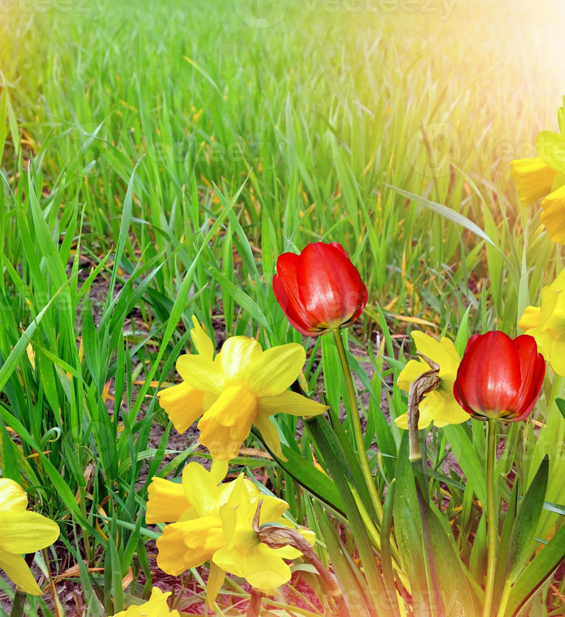 Spring. Flowers of daffodils and tulips. 10027928 Stock Photo at Vecteezy