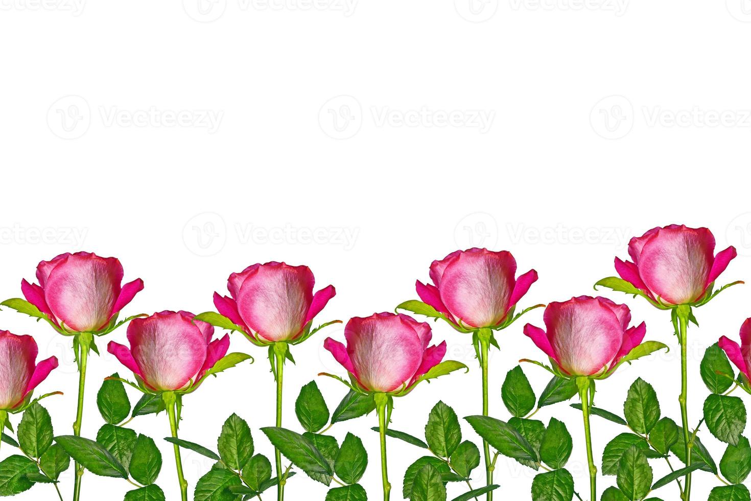 Flower bud roses on a white background photo
