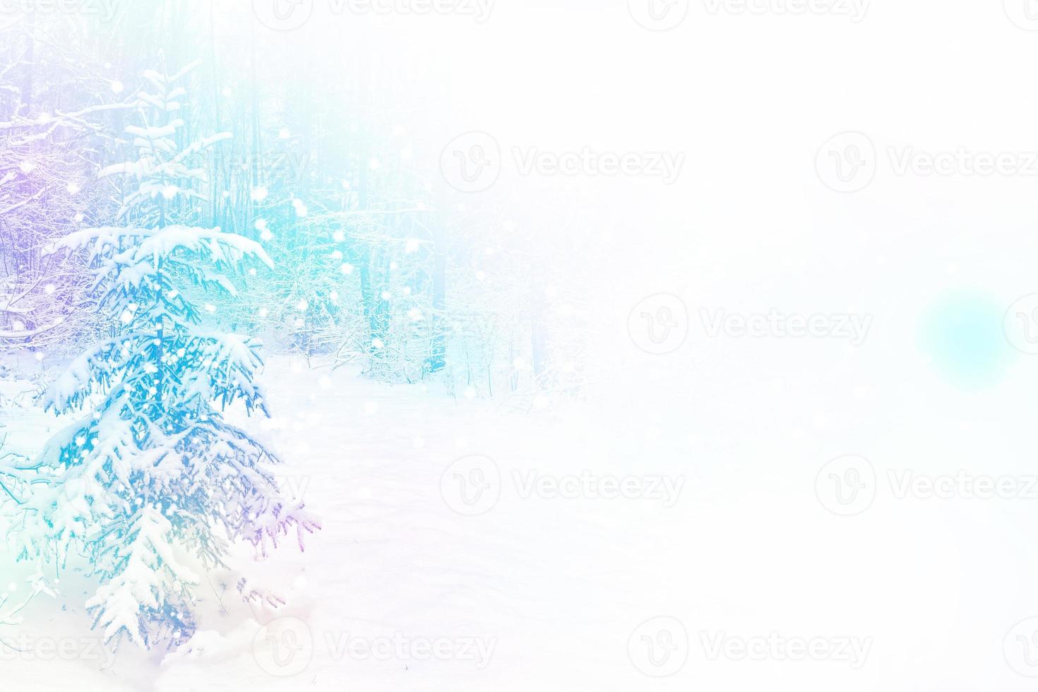 Frozen winter forest with snow covered trees. photo