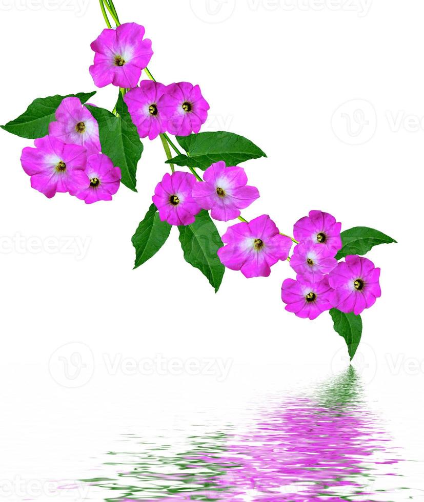 petunia flowers isolated on white background photo