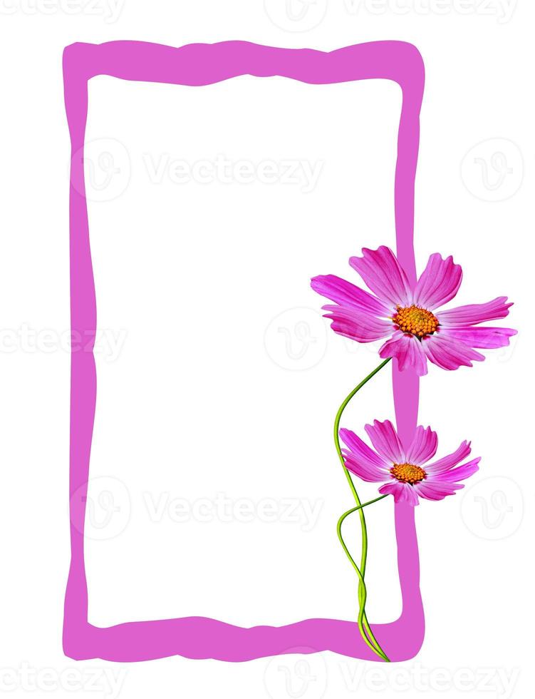 Cosmos flowers isolated on white background photo