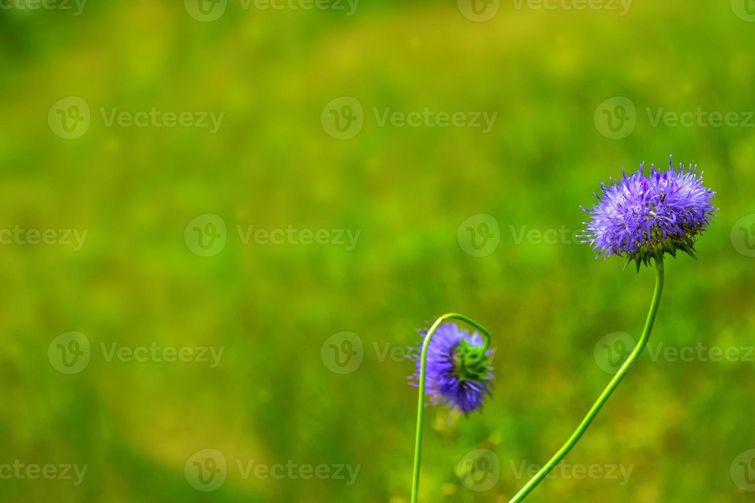 White bright daisy flowers on a background of the summer landscape. photo