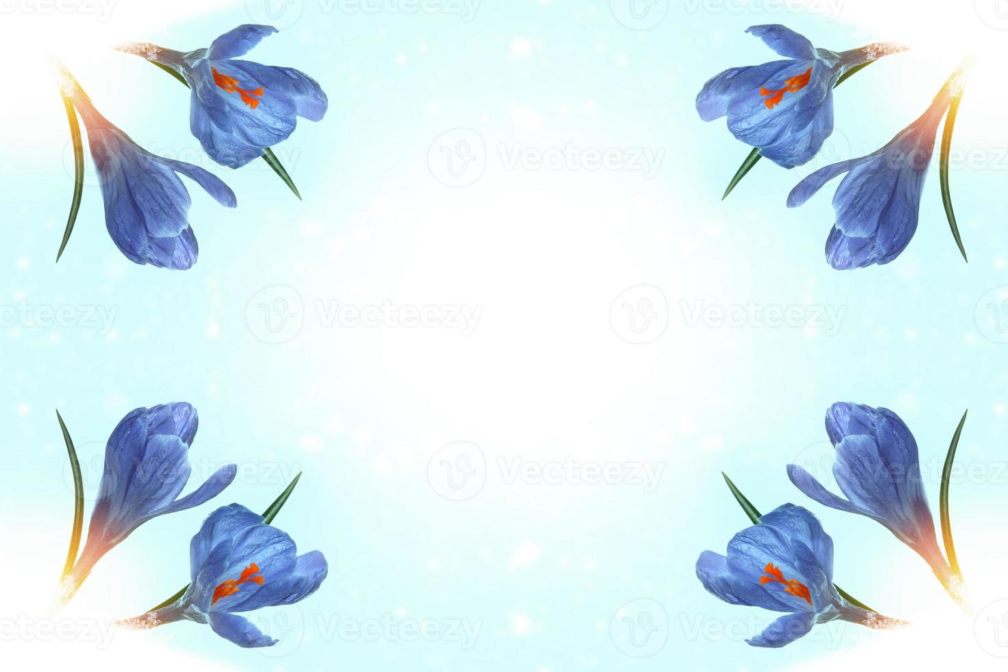 Purple crocus flowers isolated on blue background. photo