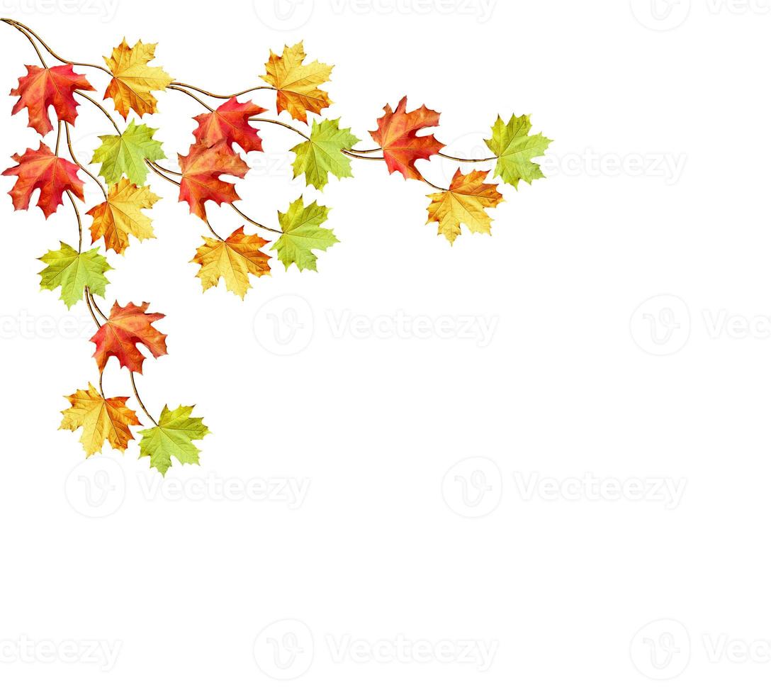 autumn leaves isolated on white background. photo