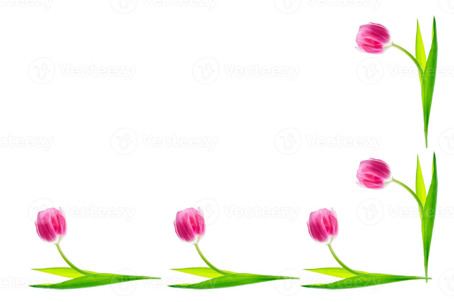 spring flowers tulips photo