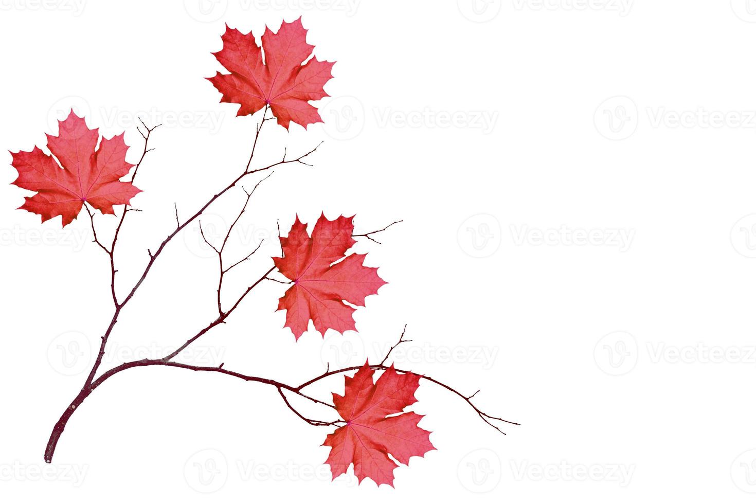 Bright colorful autumn leaves photo