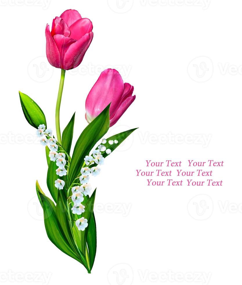 spring flowers tulips isolated on white background. photo