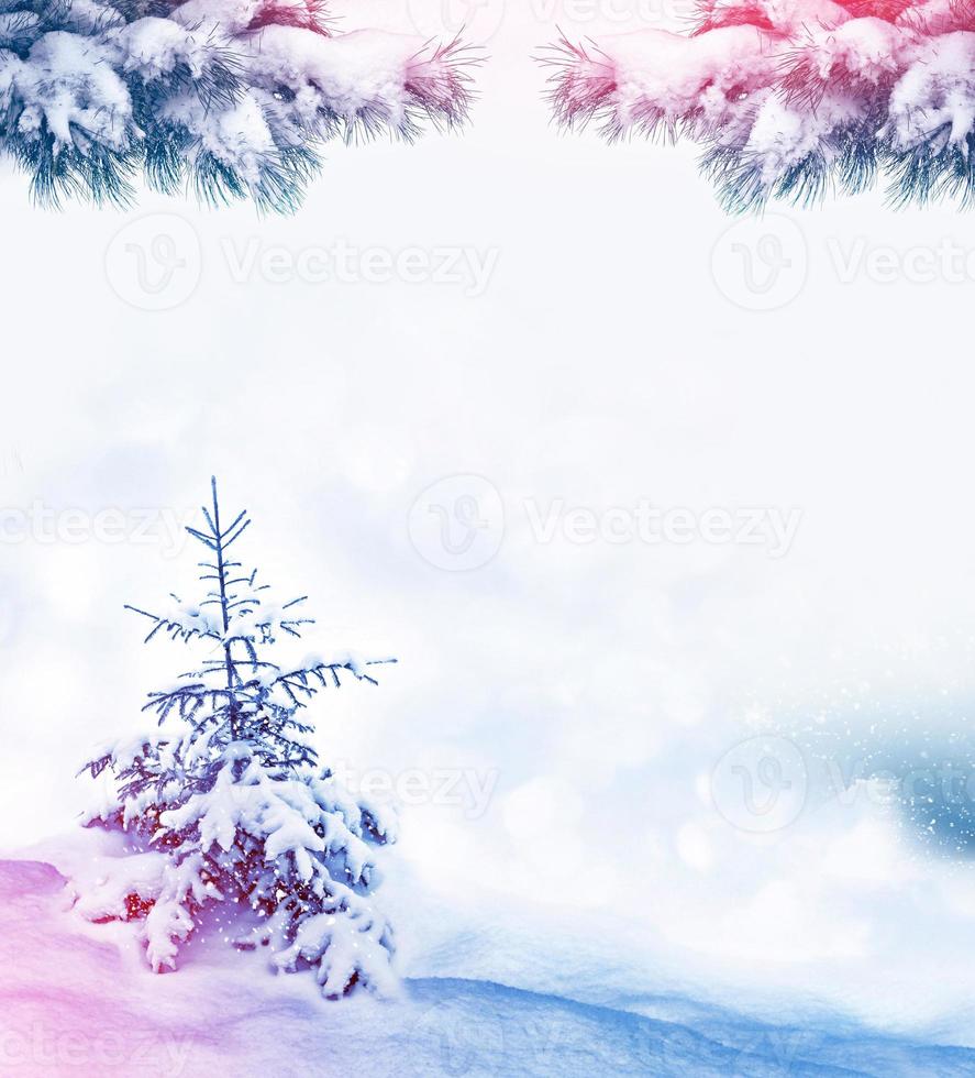 forest in the frost. Winter landscape. Snow covered trees. photo