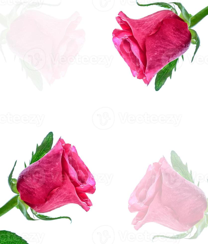 Flower bud roses on a white background photo