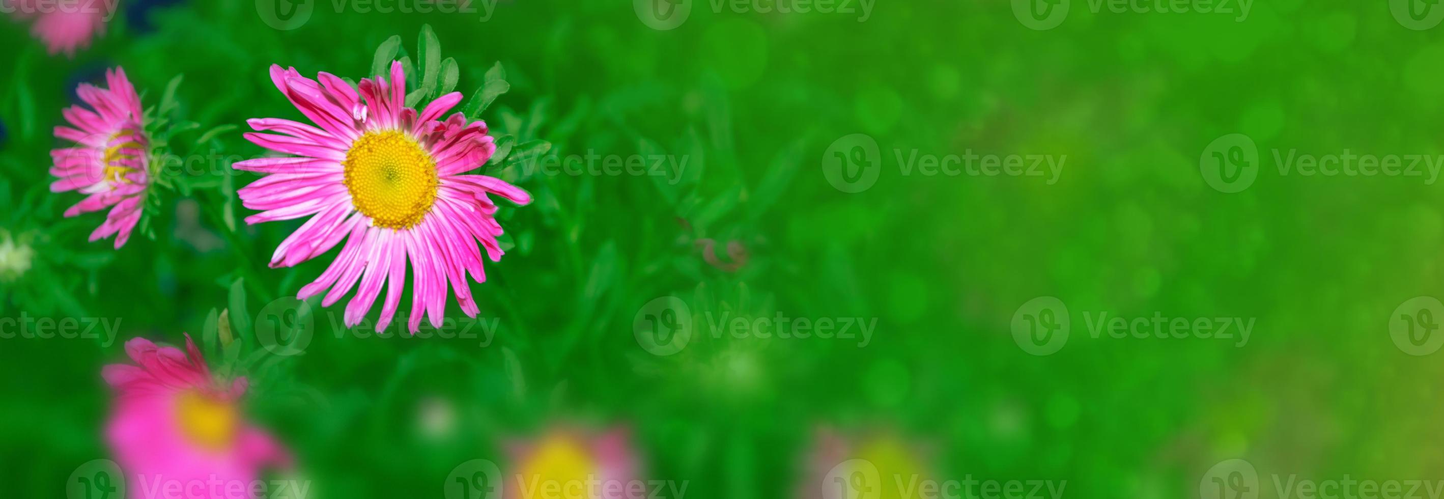 Colorful aster flowers on a background of the autumn landscape photo
