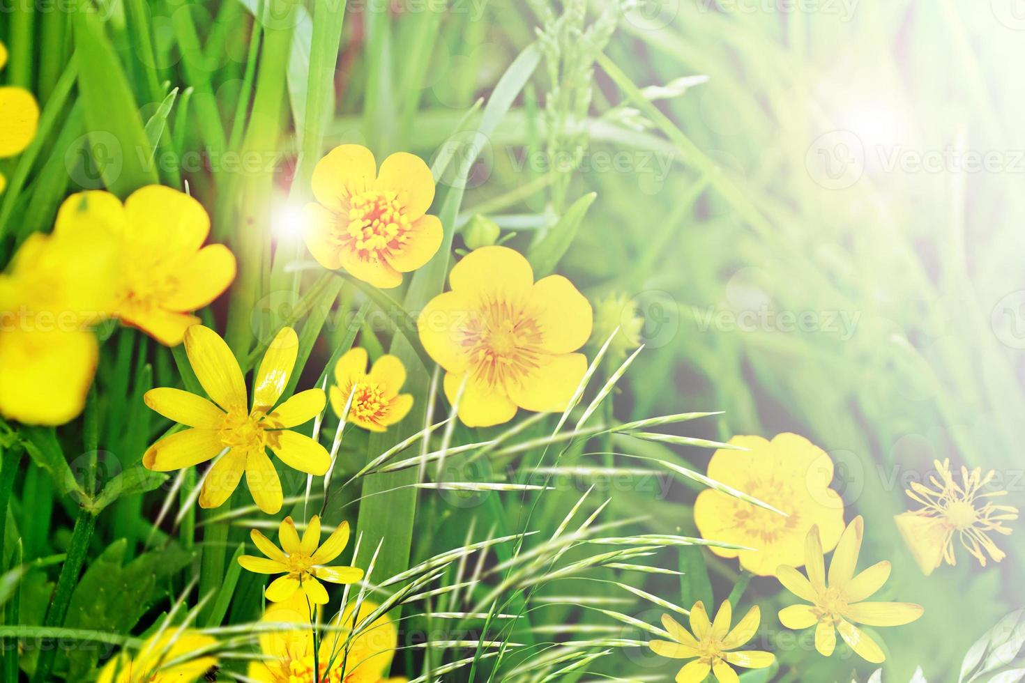 Field flowers buttercup. yellow flower photo