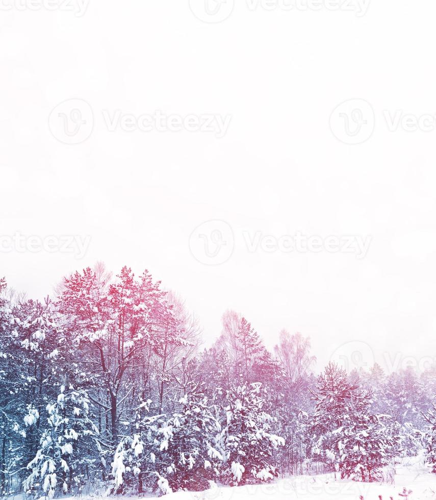 bosque en la escarcha. paisaje de invierno árboles cubiertos de nieve. foto