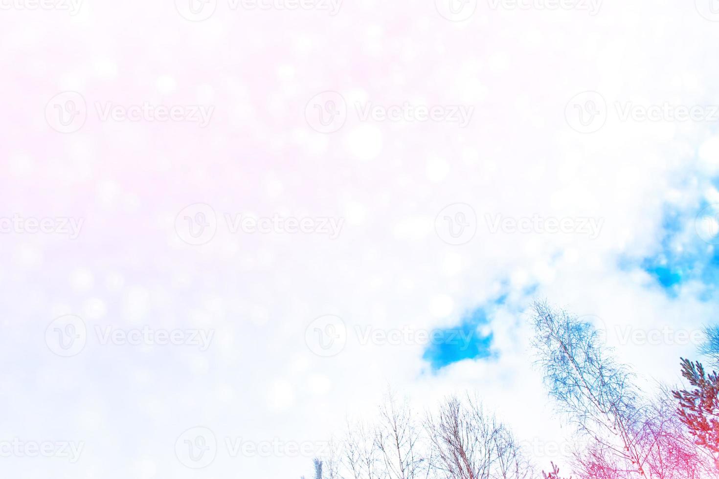 Frozen winter forest with snow covered trees. photo