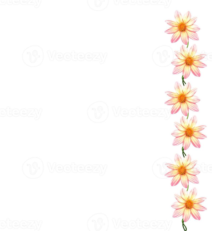 Flowers isolated on white background. photo