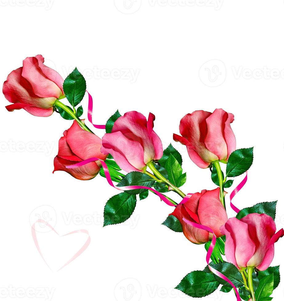The buds of flowers roses. photo