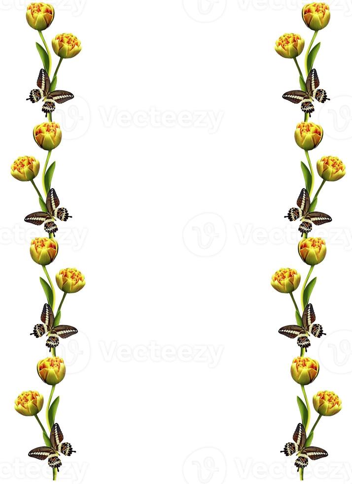 spring flowers tulips isolated on white background photo