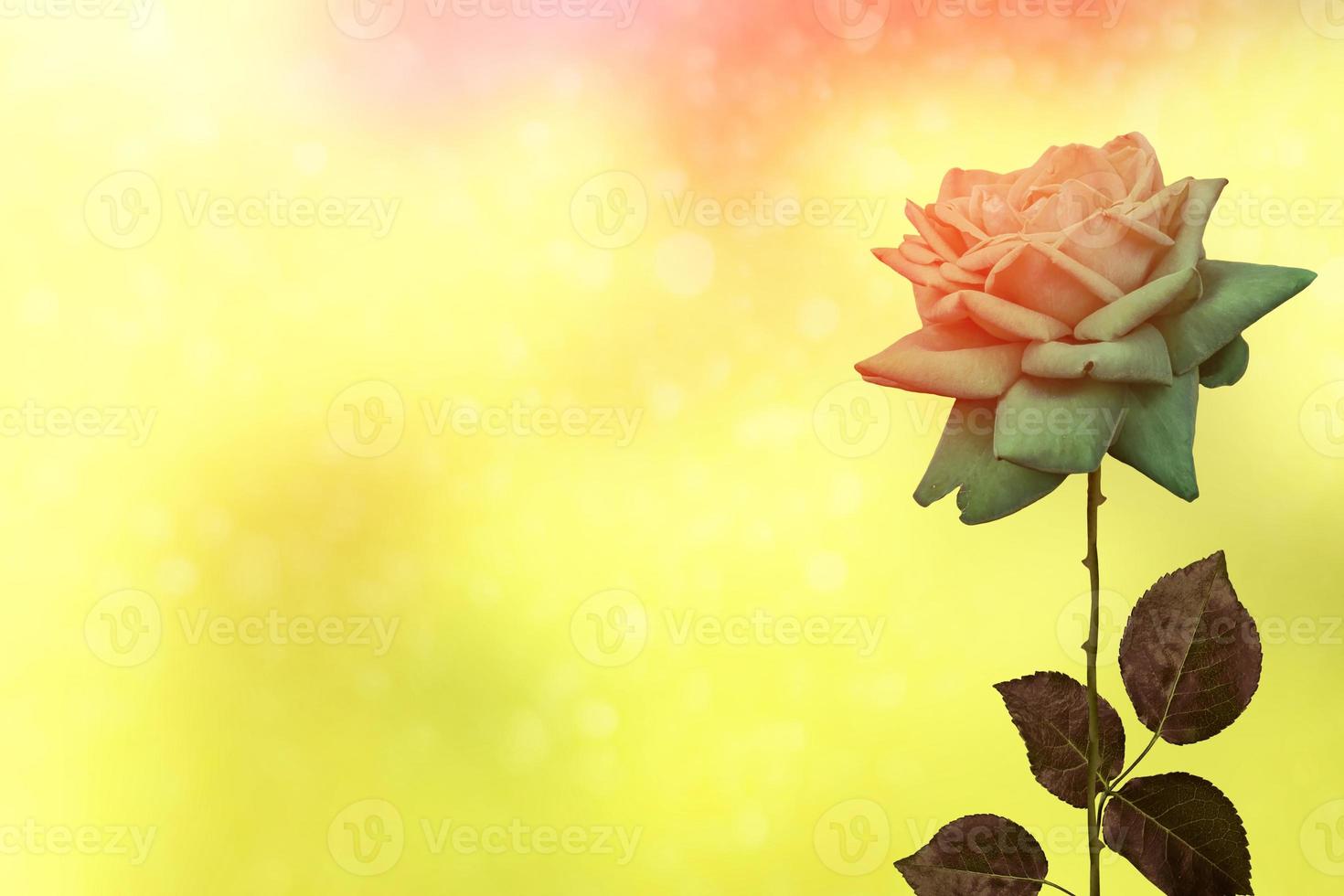Bright colorful flower rose photo