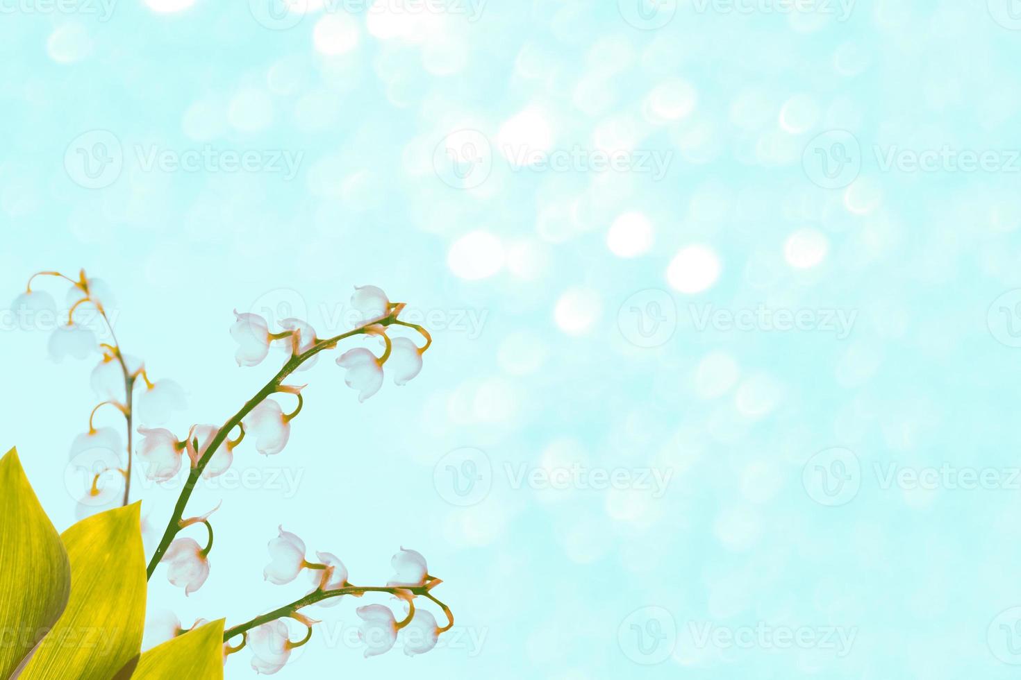 Spring landscape. flowers lily of the valley photo