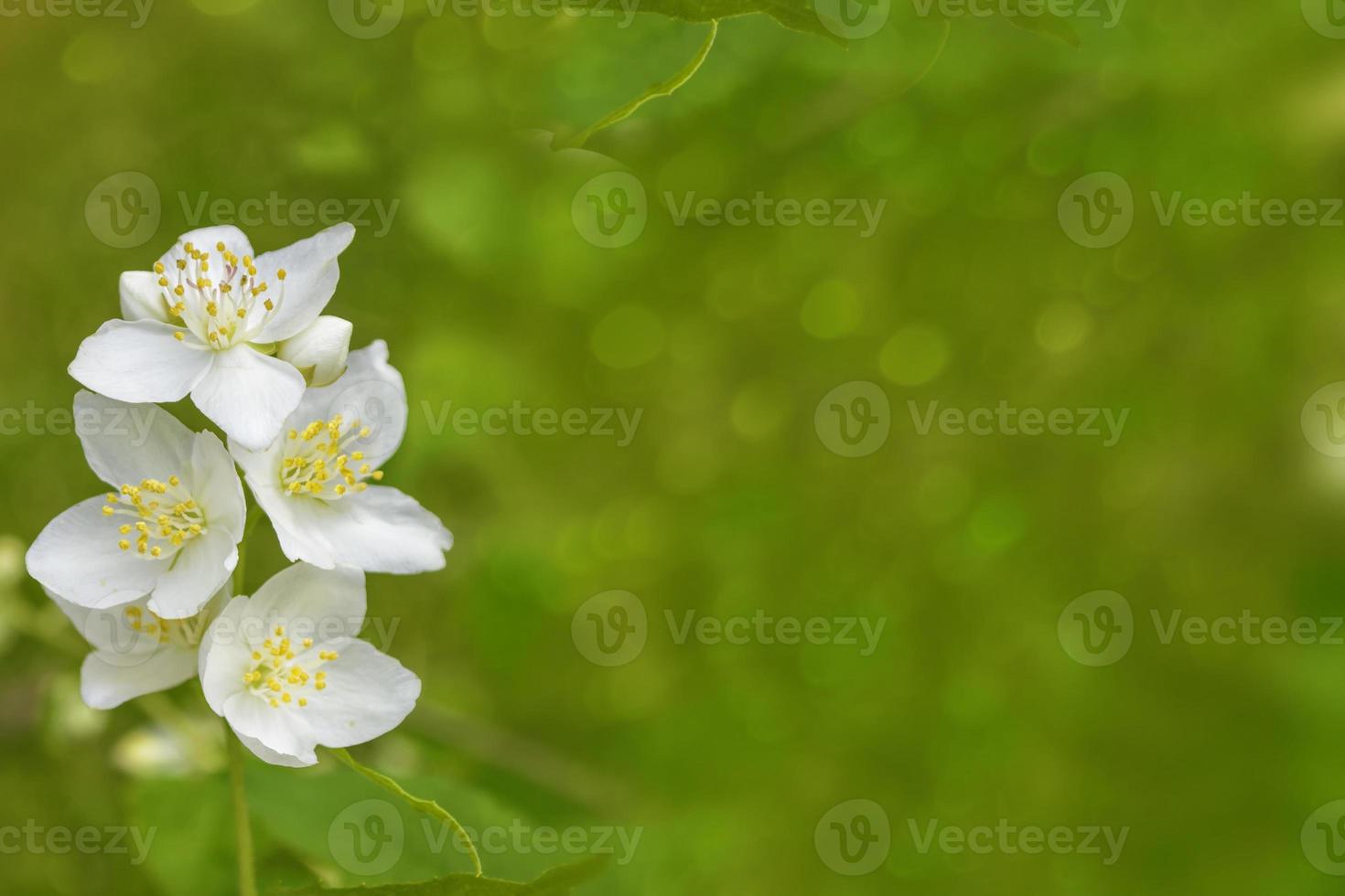 White jasmine The branch delicate spring flowers photo