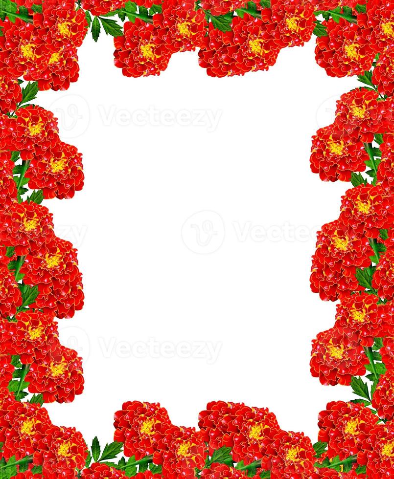 Marigold flowers isolated on white background photo