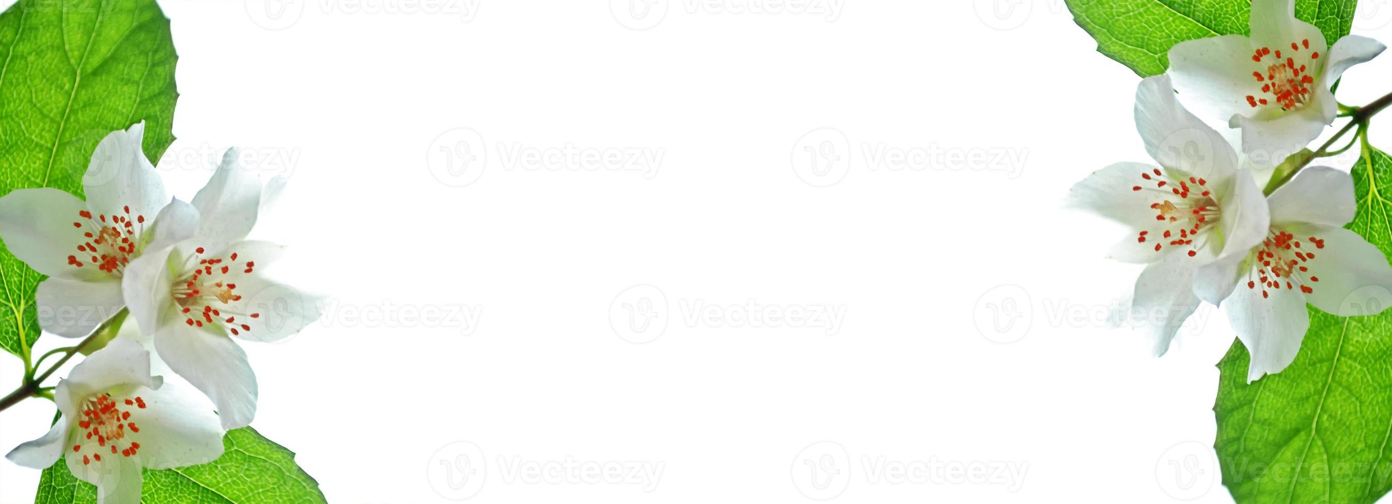 branch of jasmine flowers isolated on white background photo