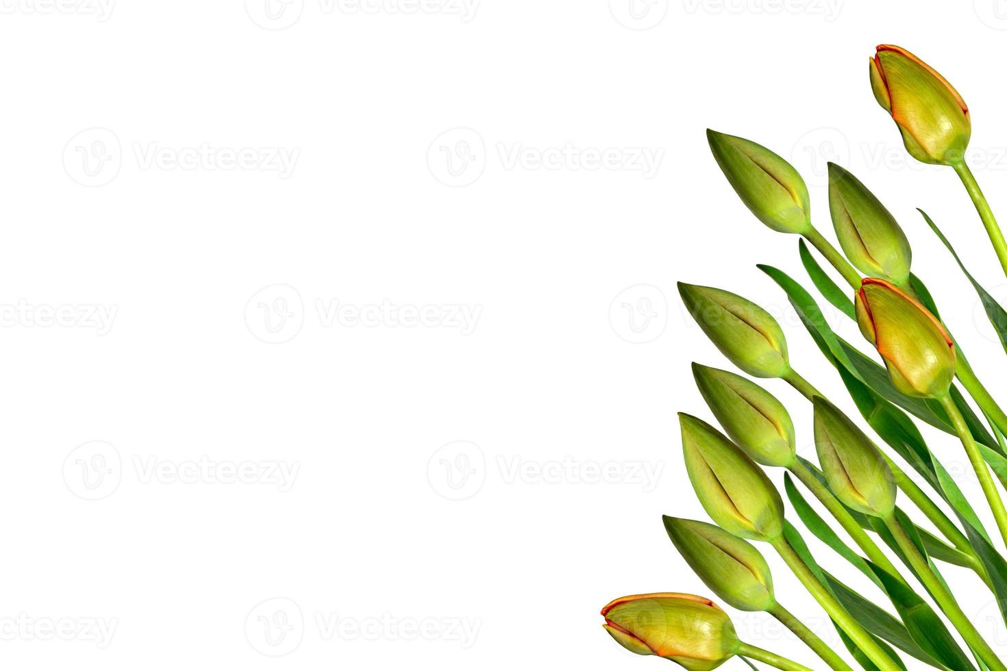 spring flowers tulips isolated on white background. beautiful flowers photo