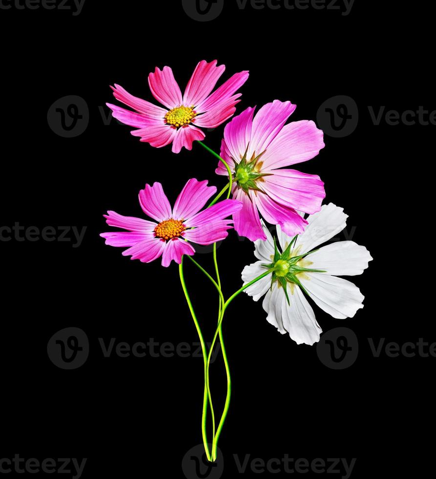 Cosmos flowers isolated on black background. photo