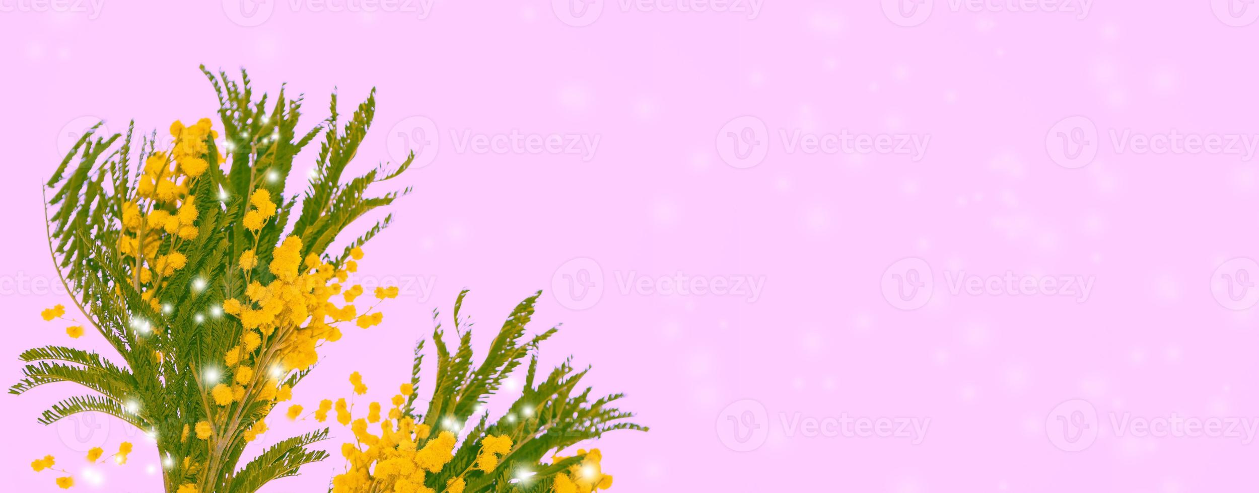 Bush of yellow spring flowers mimosa photo